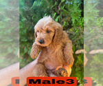 Small #28 Goldendoodle (Miniature)