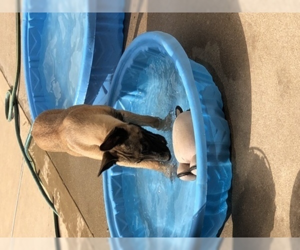 Medium Photo #6 Belgian Malinois Puppy For Sale in HARKER HEIGHTS, TX, USA