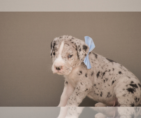 Medium Photo #3 Great Dane Puppy For Sale in SYRACUSE, IN, USA