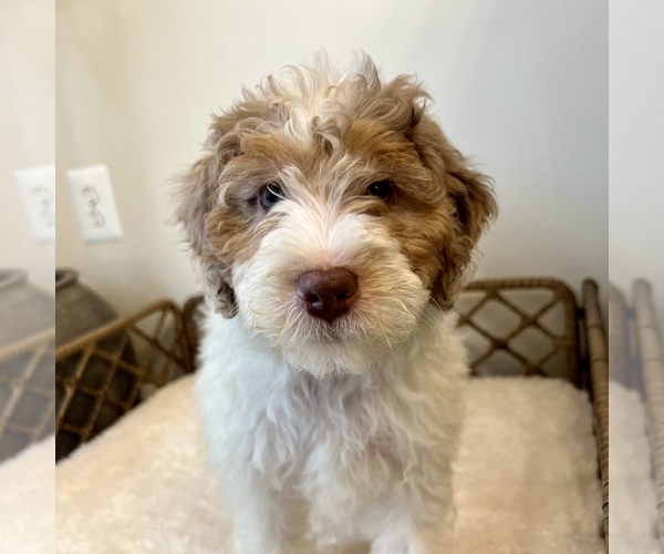 Medium Photo #1 Australian Mountain Dog Puppy For Sale in CULPEPER, VA, USA