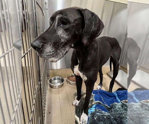 Medium Photo #3 Great Dane Puppy For Sale in Bullard, TX, USA