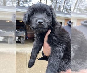 Australian Shepherd-Labradoodle Mix Puppy for sale in MILLERSBURG, OH, USA