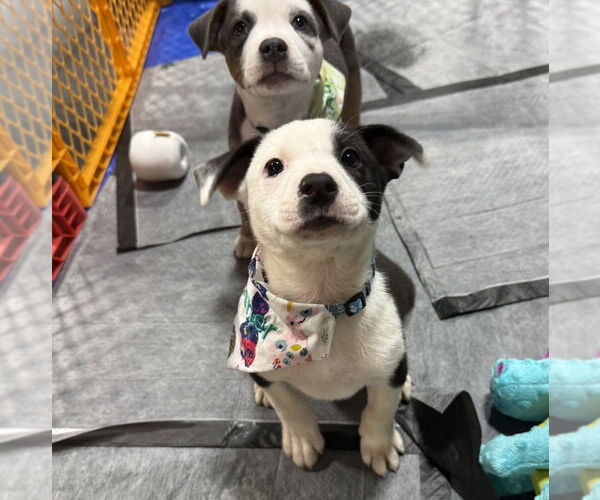 Medium Photo #10 Australian Shepherd-Unknown Mix Puppy For Sale in OKLAHOMA CITY, OK, USA