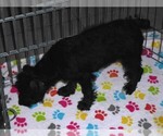 Small #4 Schnoodle (Miniature)