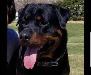 Father of the Rottweiler puppies born on 12/09/2022
