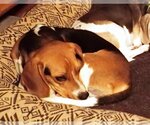 Small Photo #3 Beagle Puppy For Sale in Tucson, AZ, USA
