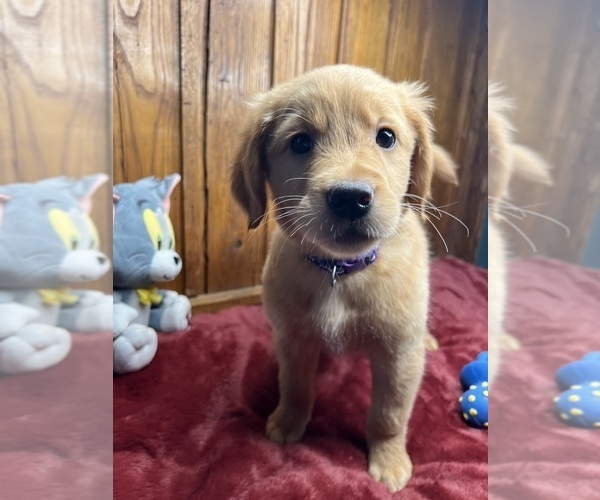 Medium Photo #14 Golden Retriever Puppy For Sale in NEOLA, WV, USA