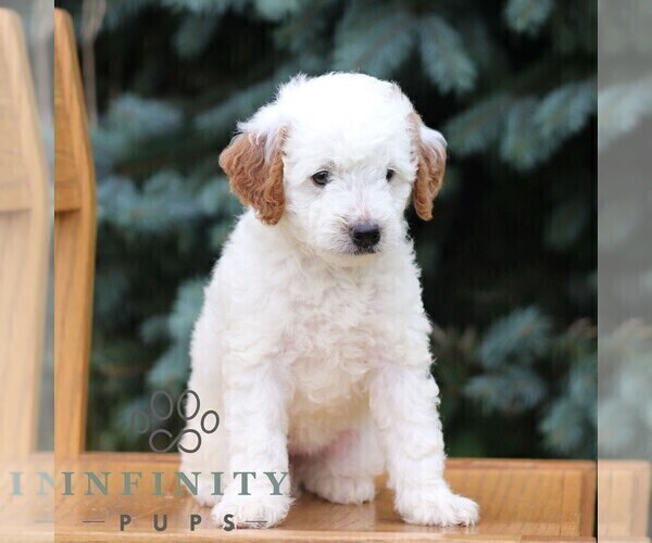 Medium Photo #3 Goldendoodle (Miniature) Puppy For Sale in EPHRATA, PA, USA