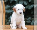 Small #2 Goldendoodle (Miniature)