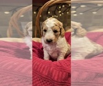 Puppy 7 Goldendoodle