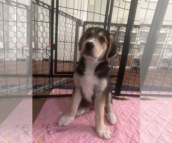 Medium Photo #6 Great Pyrenees-Unknown Mix Puppy For Sale in Houston, TX, USA