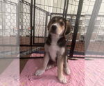 Small #5 Great Pyrenees Mix