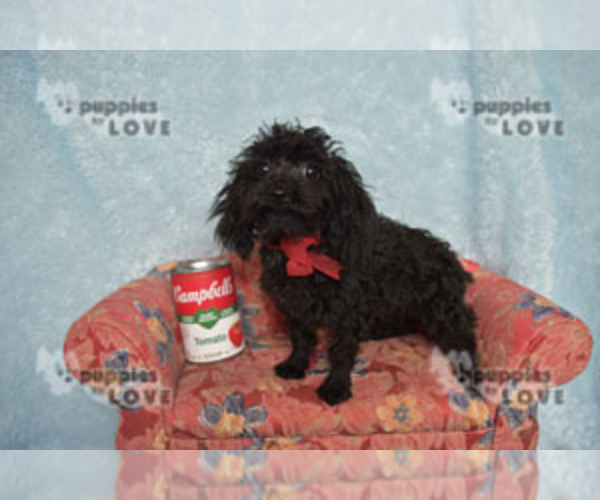 Medium Photo #5 Poodle (Toy) Puppy For Sale in SANGER, TX, USA