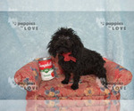 Small #4 Poodle (Toy)