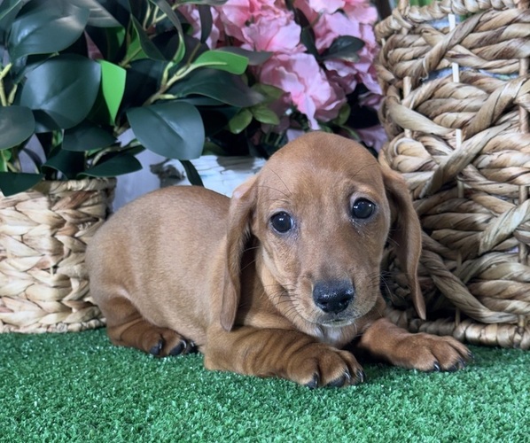 Medium Photo #4 Dachshund Puppy For Sale in CANOGA, NY, USA