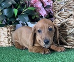 Small #3 Dachshund