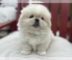 Pekingese Puppy for sale in MESQUITE, TX, USA