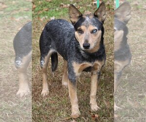 Mutt Dogs for adoption in Prattville, AL, USA