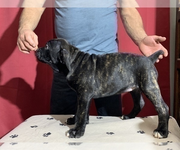 Medium Photo #196 Cane Corso Puppy For Sale in COTTAGE GROVE, OR, USA