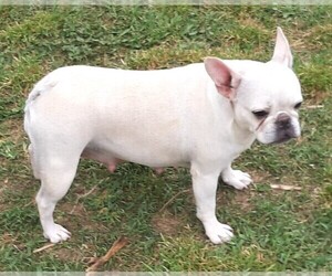 Mother of the French Bulldog puppies born on 04/10/2022
