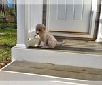 Small Photo #17 Goldendoodle Puppy For Sale in ATHENS, GA, USA