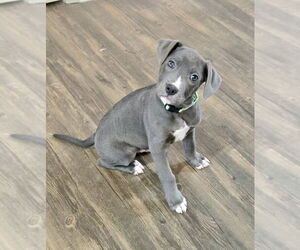 Mutt Dog for Adoption in Mooresville, North Carolina USA