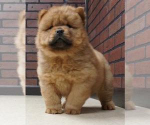 Medium Chow Chow