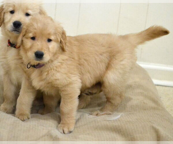 Medium Photo #2 Golden Retriever Puppy For Sale in Enfield, CT, USA