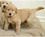 Small #1 Golden Retriever