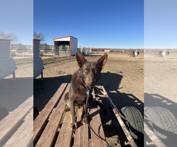 Medium Photo #2 German Shepherd Dog Puppy For Sale in FORT COLLINS, CO, USA