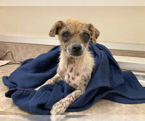 Chihuahua-Unknown Mix Dogs for adoption in Santa Maria, CA, USA