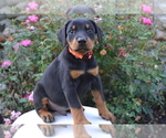 Small #5 Doberman Pinscher