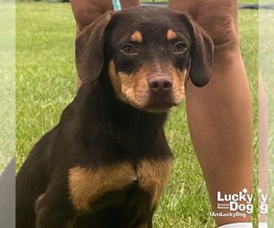 Labrador Retriever-Unknown Mix Dogs for adoption in Washington, DC, USA