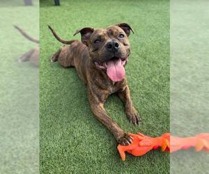 Staffordshire Bull Terrier Dogs for adoption in San Francisco, CA, USA
