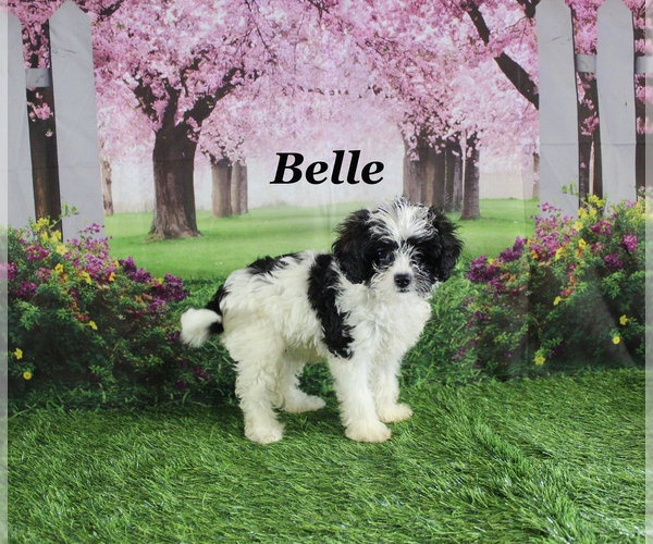 Medium Photo #23 Cavapoo Puppy For Sale in CHANUTE, KS, USA