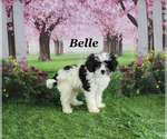 Small #22 Cavapoo