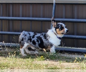 Father of the American Corgi puppies born on 03/31/2025