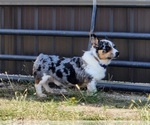 Small Photo #1 American Corgi Puppy For Sale in CARLYLE, IL, USA