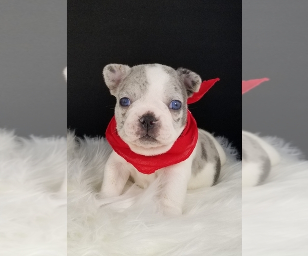 Medium Photo #5 French Bulldog Puppy For Sale in PORT READING, NJ, USA