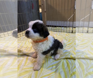 Saint Bernard Puppy for sale in WOODBRIDGE, CT, USA