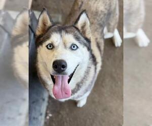 Medium Siberian Husky