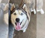 Small Siberian Husky