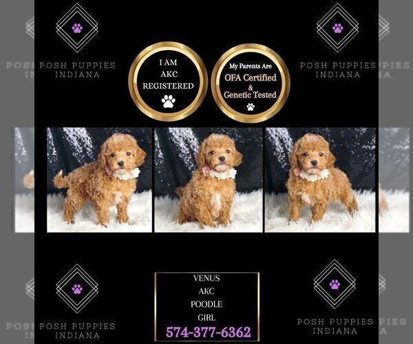 Medium Photo #34 Poodle (Toy) Puppy For Sale in WARSAW, IN, USA
