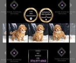 Small #1 Poodle (Toy)