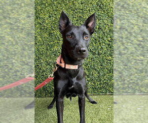 German Shepherd Dog-Unknown Mix Dogs for adoption in Naples, FL, USA