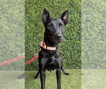 Small German Shepherd Dog Mix