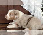 Small Photo #18 Australian Shepherd Puppy For Sale in JEROMESVILLE, OH, USA
