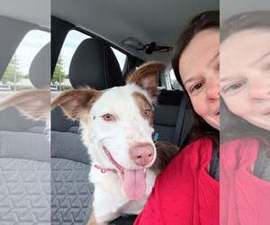 PENELOPE - Female Australian Shepherd-Unknown Mix Dog for Adoption - Photo #3