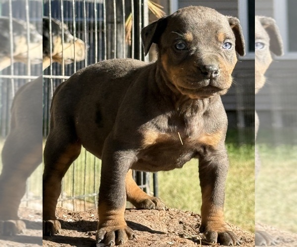 Medium Photo #59 Catahoula Leopard Dog Puppy For Sale in BUSHNELL, IL, USA