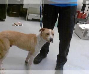 Medium Mutt